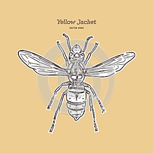 Yellowjacket is about a type of wasp. hand draw sketch vector