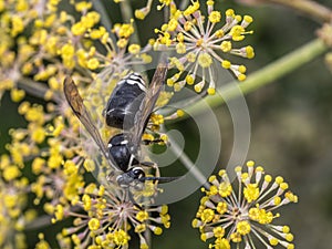 Yellowjacket wasp on flower