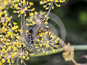 Yellowjacket wasp on flower