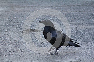 Yellowknife Raven Standing