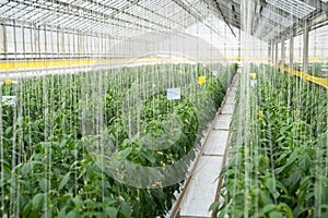 Yellowl peppers in a commercial greenhouse