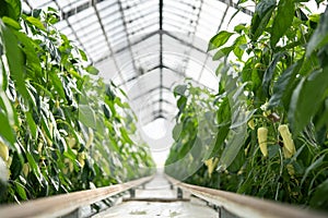 Yellowl peppers in a commercial greenhouse