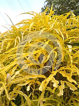 Yellowleaf in the sunny day