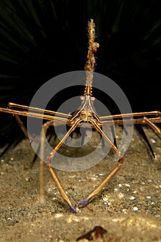 Yellowline arrow crab