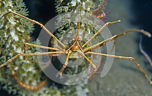 Yellowline arrow crab (stenorhynchus seticornis)