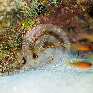 Yellowline arrow crab, Stenorhynchus seticornis. CuraÃ§ao, Lesser Antilles, Caribbean