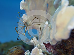 Yellowline arrow crab, Stenorhynchus seticornis. CuraÃ§ao, Lesser Antilles, Caribbean