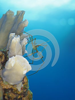 Yellowline arrow crab, Stenorhynchus seticornis. CuraÃ§ao, Lesser Antilles, Caribbean
