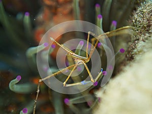 Yellowline arrow crab, Stenorhynchus seticornis. CuraÃ§ao, Lesser Antilles, Caribbean