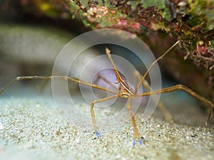 Yellowline arrow crab, Stenorhynchus seticornis. CuraÃ§ao, Lesser Antilles, Caribbean