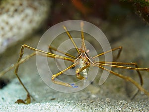 Yellowline arrow crab, Stenorhynchus seticornis. CuraÃ§ao, Lesser Antilles, Caribbean