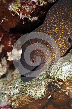 Yellowmargin moray