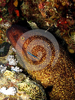 Yellowmargin Moray