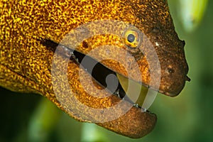yellowmargin moray fish