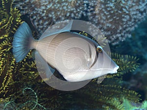 Yellowmargin triggerfish