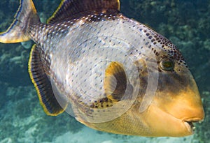 Yellowmargin triggerfish Macro