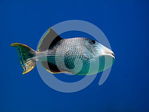 Yellowmargin Triggerfish, Pseudobalistes Flavimarginatus.