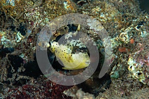 Yellowmargin Triggerfish