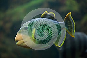 Yellowmargin triggerfish Pseudobalistes flavimarginatus.