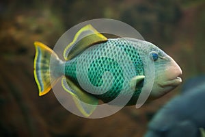 Yellowmargin triggerfish Pseudobalistes flavimarginatus.