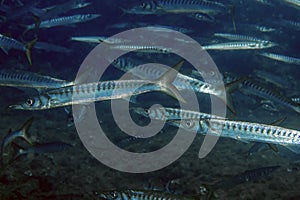 Yellowmouth Barracuda Sphyraena viridensis in the Mediterranean Sea