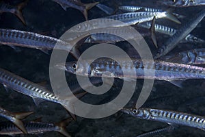 Yellowmouth Barracuda Sphyraena viridensis in the Mediterranean Sea