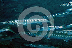 Yellowmouth Barracuda Sphyraena viridensis in the Mediterranean Sea