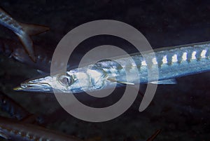 Yellowmouth Barracuda Sphyraena viridensis in the Mediterranean Sea