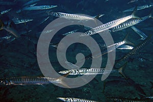 Yellowmouth Barracuda Sphyraena viridensis in the Mediterranean Sea