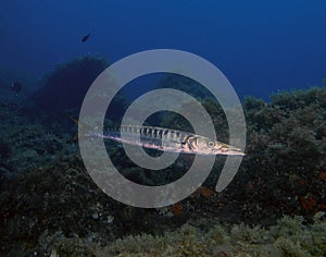 Yellowmouth Barracuda Sphyraena viridensis in the Mediterranean Sea