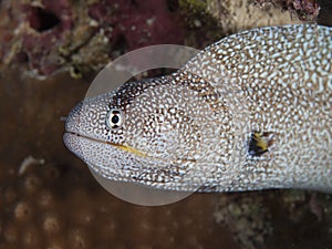 Yellowmouth moray