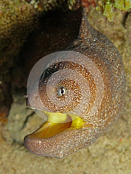 Yellowmouth Moray - Gymnothorax nudivomer