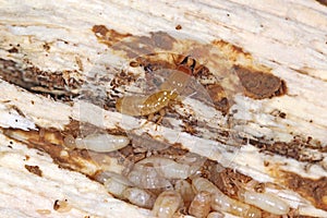 Yellownecked dry-wood termite Kalotermes flavicollis