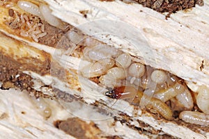 Yellownecked dry-wood termite Kalotermes flavicollis