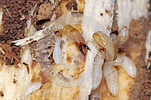 Yellownecked dry-wood termite Kalotermes flavicollis