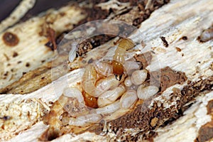 Yellownecked dry-wood termite Kalotermes flavicollis, a serious pest