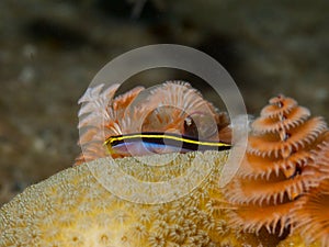 Yellownose Goby and Christmas Tree Worms 01