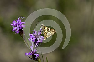 Yellowpatch Skipper  803532