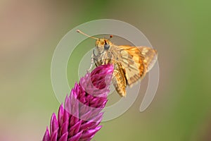 Yellowpatch Skipper photo