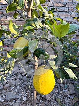 Yellowripe large lemons on a tree branch. Hill lemon ripe fruit