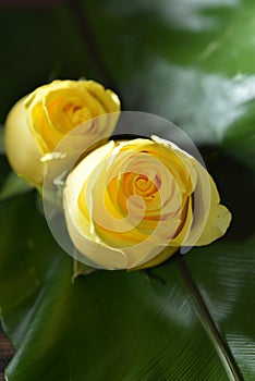 YellowRose