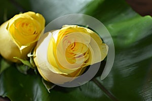 YellowRose