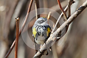 Yellowrumped Warbler