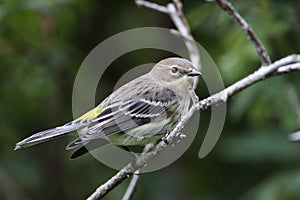 Yellowrumped Warbler
