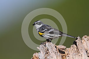 Yellowrumped Warbler