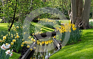 Yellows daffodils and white narcissi at Keukenhof Gardens, Lisse, Netherlands. Keukenhof is known as the Garden of