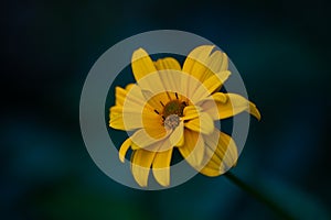 Yellows daisy macro photography on a dark blue background.