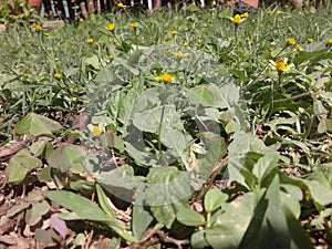 Yellows flowers