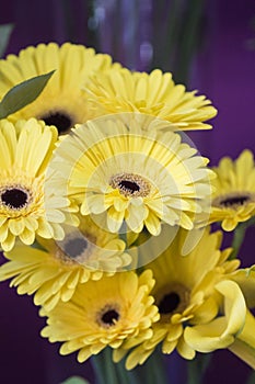 Yellows gerberas