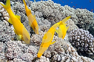 Yellowsaddle goatfish on the coral reef photo